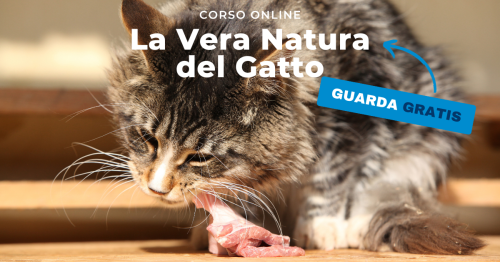Corso la vera natura del gatto, anatomia e fisiologia